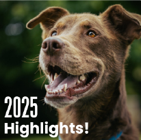 10 Furkids Highlights That Made 2025 Unforgettable 10 Furkids Highlights That Made 2025 Unforgettable