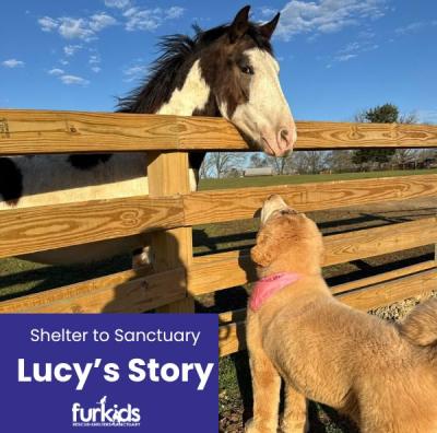 From Shelter to Sanctuary: Lucy’s Story From Shelter to Sanctuary: Lucy’s Story