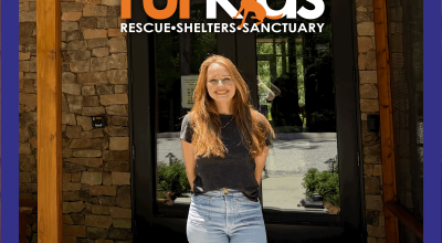 What to Expect When Visiting the Furkids Cat Shelter What to Expect When Visiting the Furkids Cat Shelter