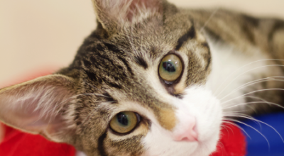 Fighting FIP: A story of hope & healing at Furkids Fighting FIP: A story of hope & healing at Furkids