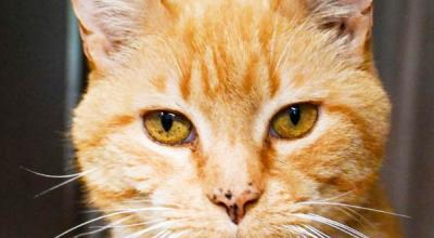 Breaking Down Barriers: PetSmart Now Welcomes FIV+ Cats for Adoption! Breaking Down Barriers: PetSmart Now Welcomes FIV+ Cats for Adoption!