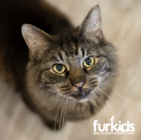 Celebrating FeLV+ Adoptions in 2026! Celebrating FeLV+ Adoptions in 2026!