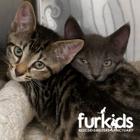 Understanding “Single Kitten Syndrome” Understanding “Single Kitten Syndrome”