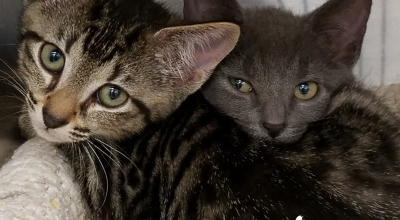 Understanding “Single Kitten Syndrome” Understanding “Single Kitten Syndrome”