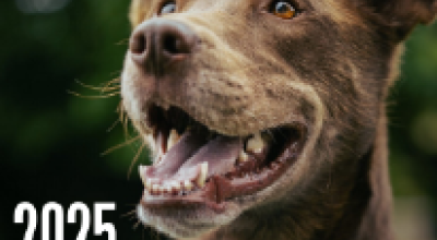 10 Furkids Highlights That Made 2025 Unforgettable 10 Furkids Highlights That Made 2025 Unforgettable