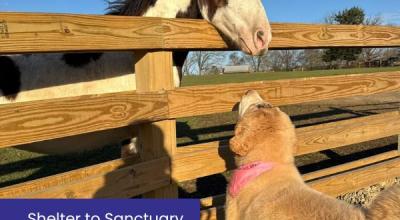From Shelter to Sanctuary: Lucy’s Story From Shelter to Sanctuary: Lucy’s Story