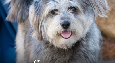 Fate, a Fallen Leaf, and a Very Good Dog: Meet Our Newest Sponsor, Eclipse di Luna Fate, a Fallen Leaf, and a Very Good Dog: Meet Our Newest Sponsor, Eclipse di Luna