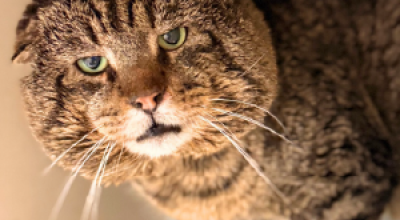 Katpone - 15 Pounds of Pure Street Cred Katpone - 15 Pounds of Pure Street Cred