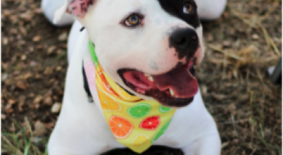 Healed Inside and Out: Furkids’ Commitment to the Dogs Who Need Us Most Healed Inside and Out: Furkids’ Commitment to the Dogs Who Need Us Most