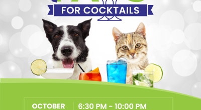 Sweet 16: Our Biggest Paws for Cocktails Yet! Sweet 16: Our Biggest Paws for Cocktails Yet!