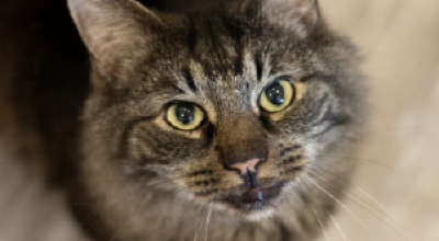 Celebrating FeLV+ Adoptions in 2026! Celebrating FeLV+ Adoptions in 2026!