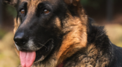 Nova Star’s Journey: Heartworms, Healing, Home Nova Star’s Journey: Heartworms, Healing, Home